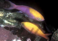  Pseudanthias regalis (High finned Anthias)